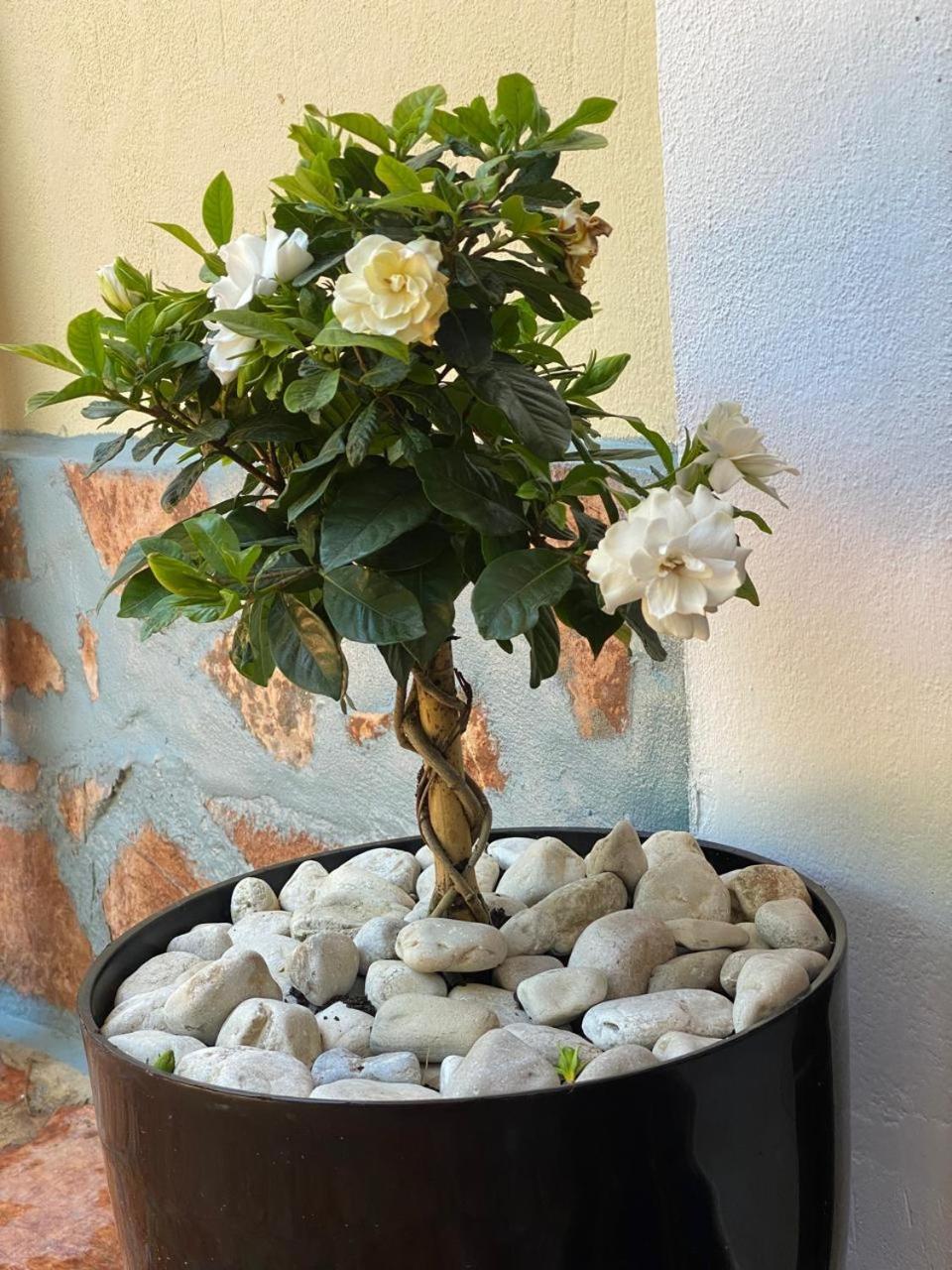 Olive Tree Apartment Sarandë エクステリア 写真