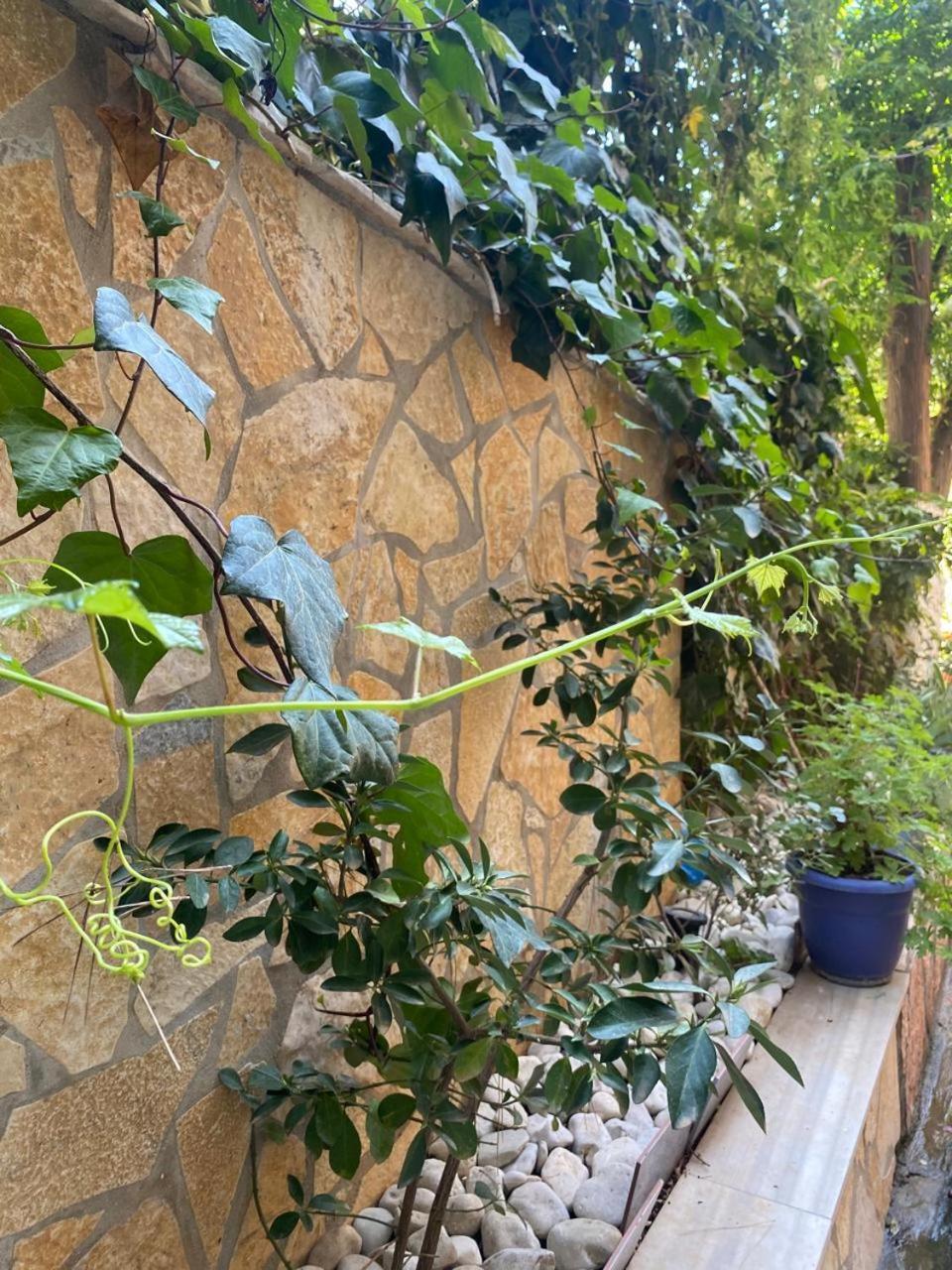 Olive Tree Apartment Sarandë エクステリア 写真